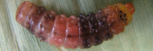 Deudorix democles democles - Final Larvae
